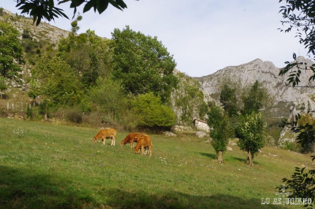Vacas en las majadas de Argolibio, Amieva.