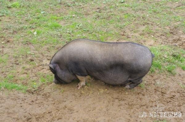 Cerdo chino en la finca de Bouza, en Riberas.