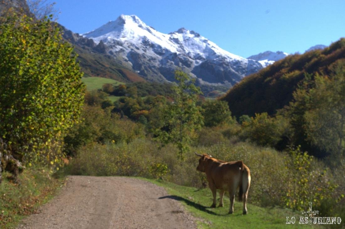 Vaca en el camino hacia el Lago del Valle, Somiedo.